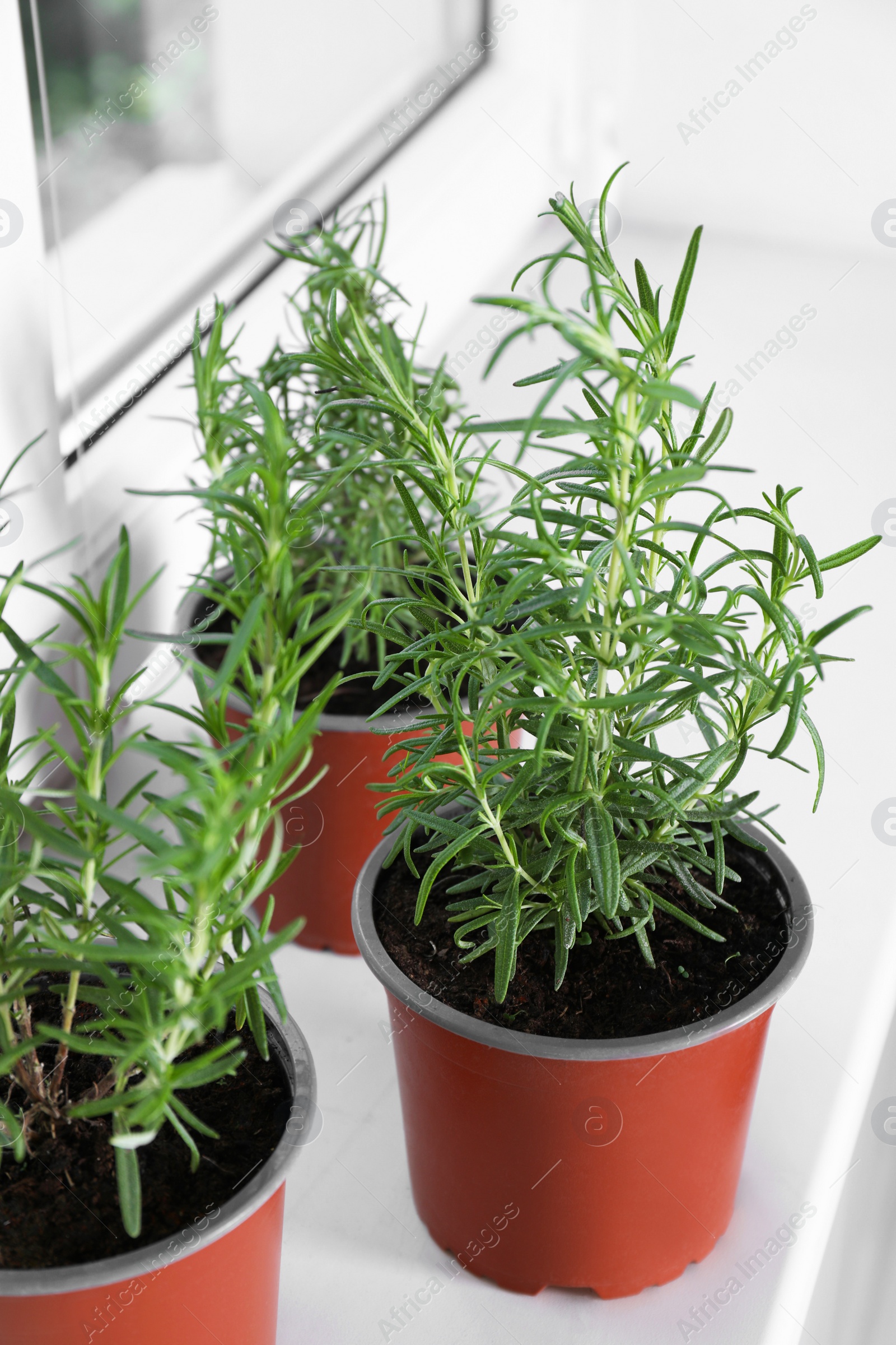 Photo of Aromatic green potted rosemary on windowsill indoors