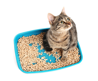 Photo of Tabby cat in litter box on white background, above view