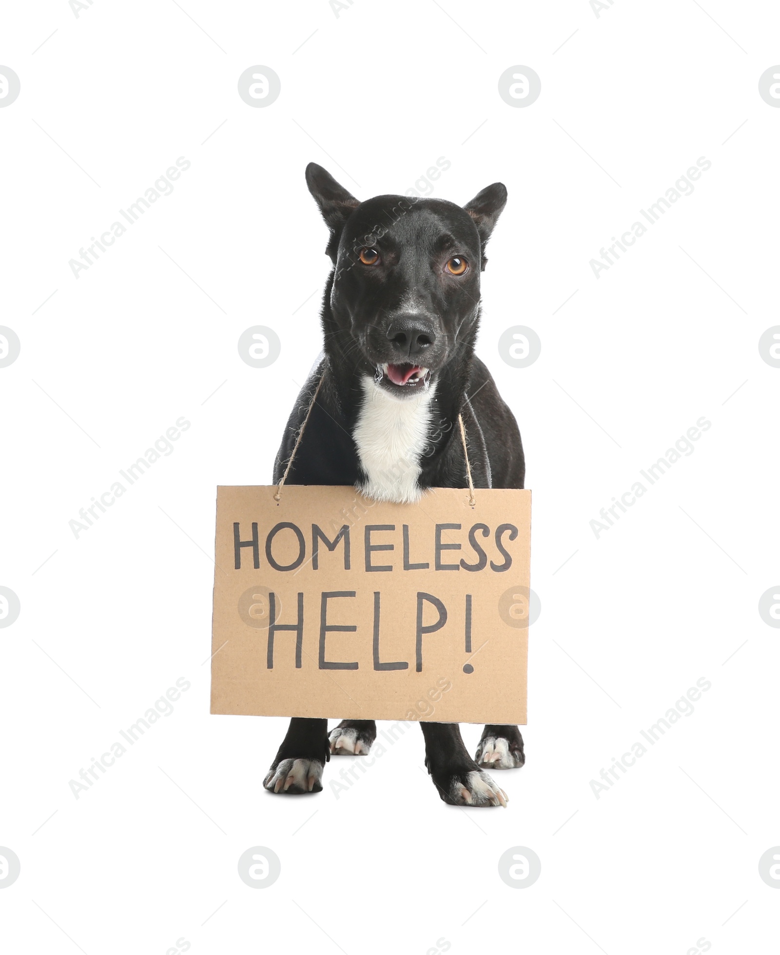 Photo of Cute black dog with Homeless Help! sign on white background. Lonely pet