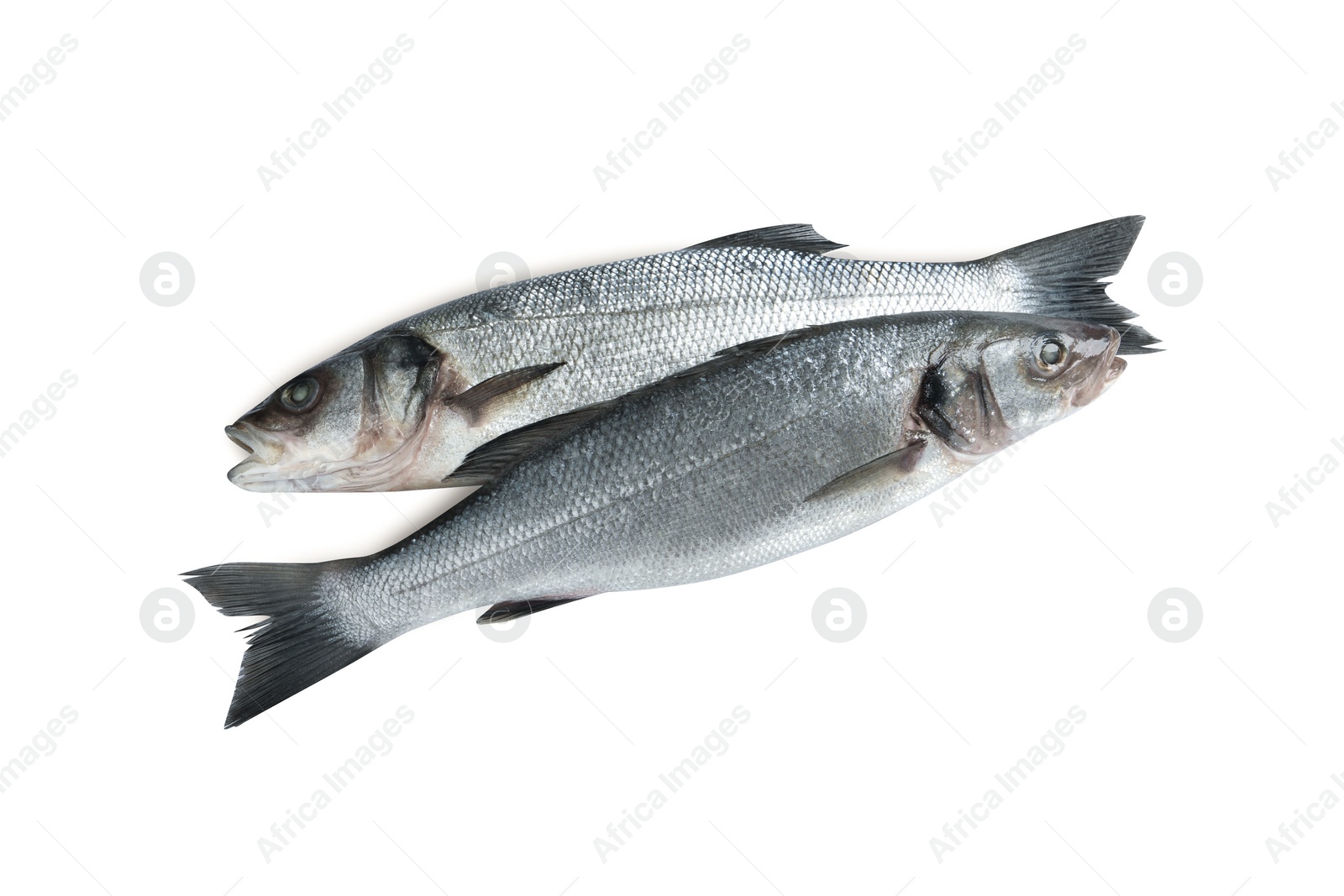 Photo of Fresh sea bass fish on white background, top view