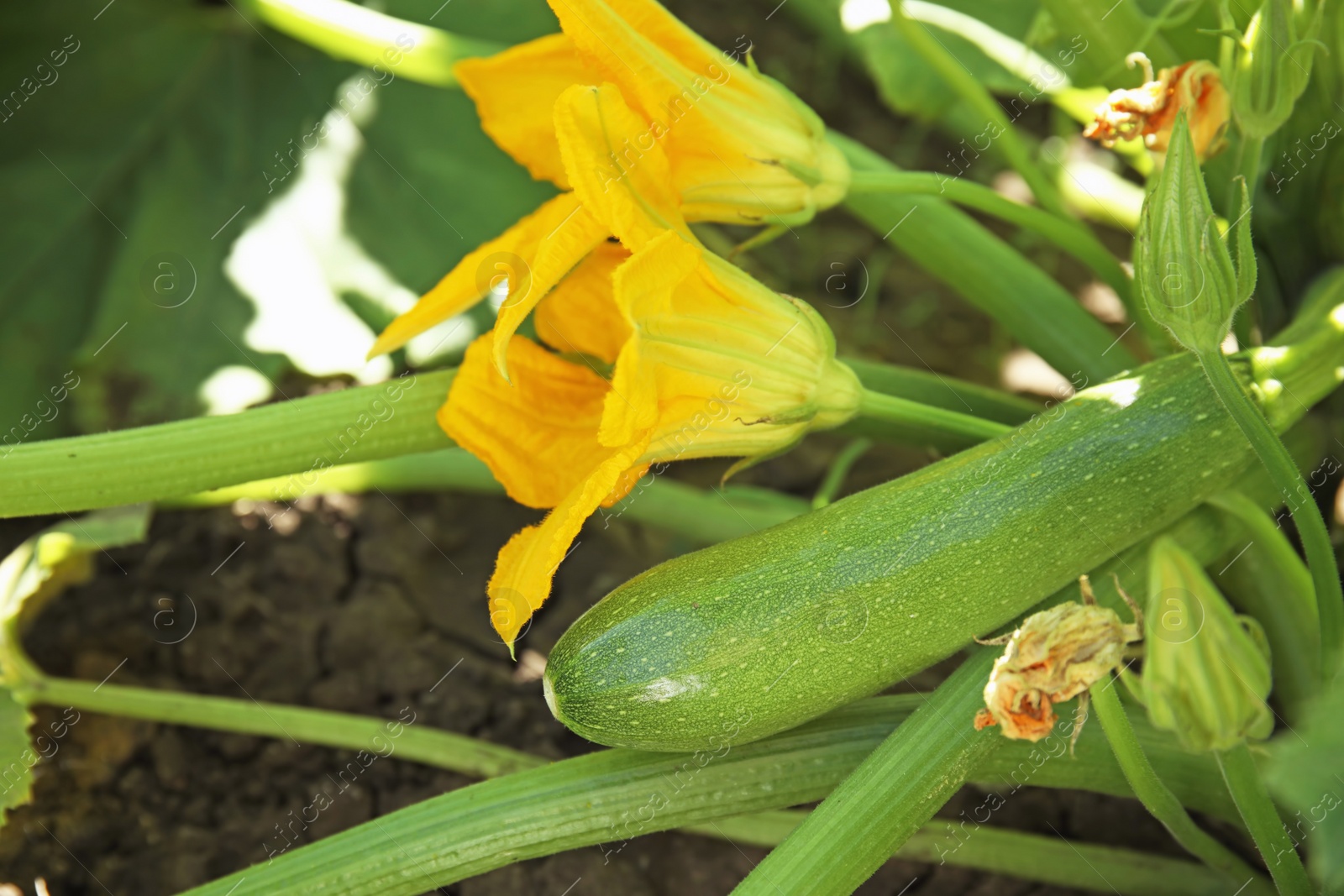 Photo of Green plant with unripe squash and yellow blossoms in garden