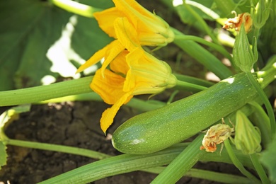 Photo of Green plant with unripe squash and yellow blossoms in garden