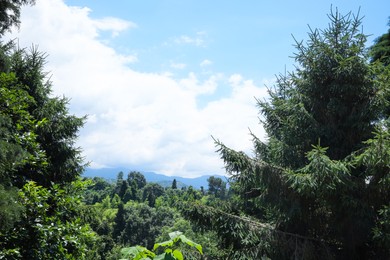 Picturesque view of forest with coniferous trees on sunny day