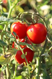 Photo of Red ripe tomatoes growing on bush outdoors, closeup