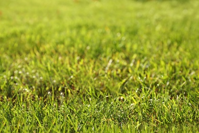 Photo of Lush green grass growing on lawn outdoors