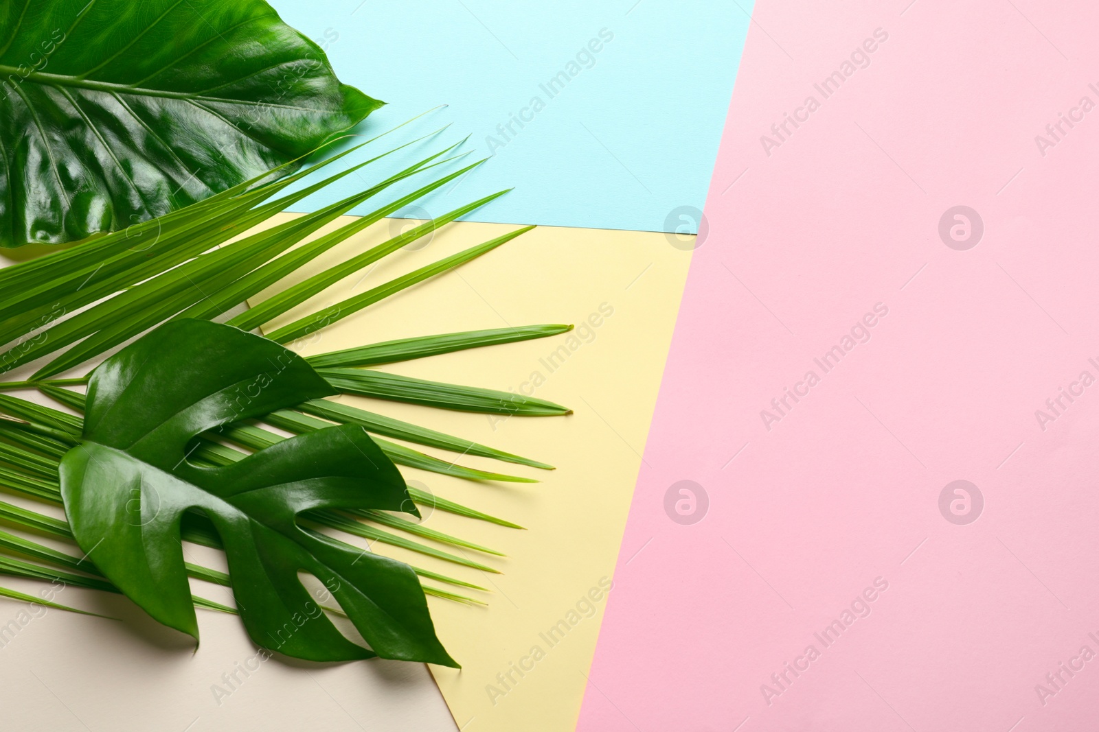 Photo of Different tropical leaves on color background, top view