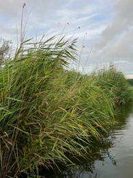 Photo of Picturesque view of river reeds and cloudy sky