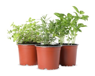 Photo of Different aromatic potted herbs on white background