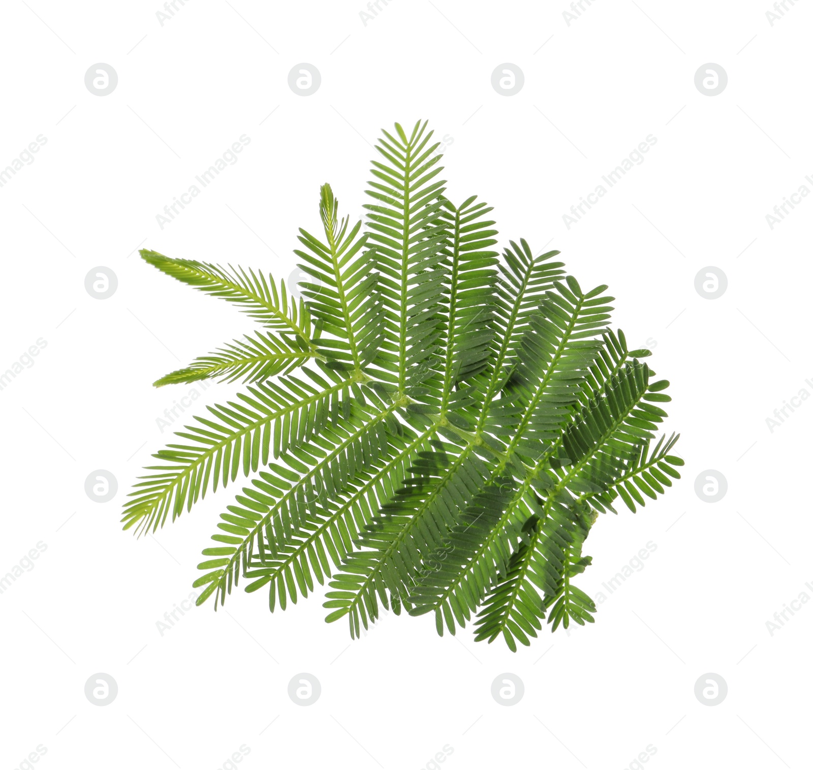 Photo of Beautiful mimosa branch with green leaves on white background