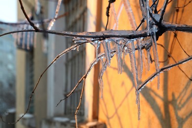 Photo of Tree branches covered with ice outdoors in winter, closeup