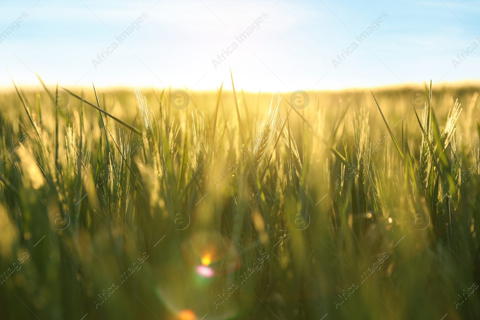 Photo of Closeup view of field with unripe spikes on sunny day