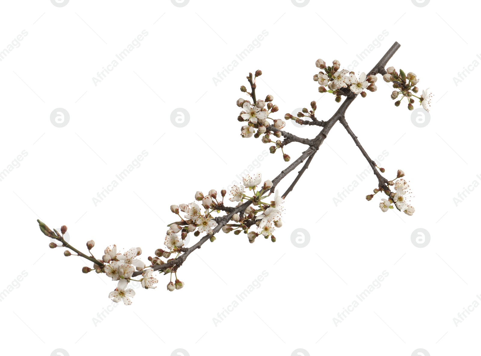 Photo of Cherry tree branch with beautiful blossoms isolated on white