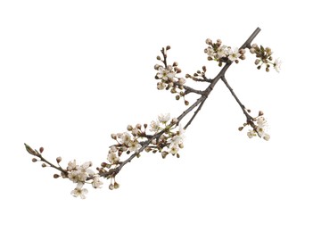 Photo of Cherry tree branch with beautiful blossoms isolated on white