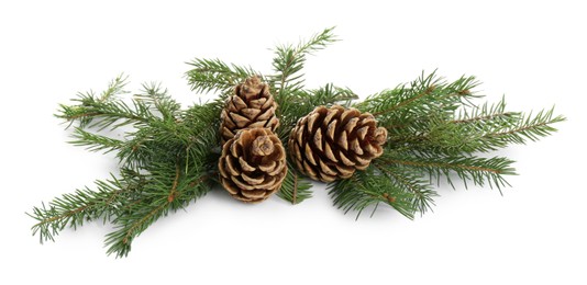 Beautiful fir tree branches with pinecones on white background