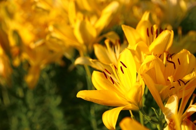 Photo of Beautiful bright yellow lilies growing at flower field, closeup. Space for text