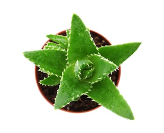 Photo of Flowerpot with aloe vera on white background, top view