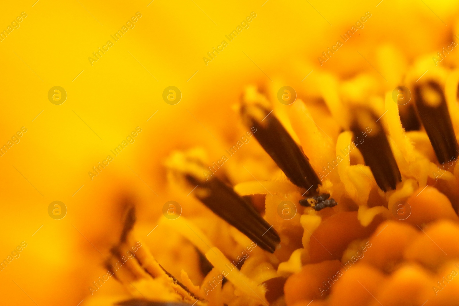 Photo of Beautiful yellow flower as background, closeup view