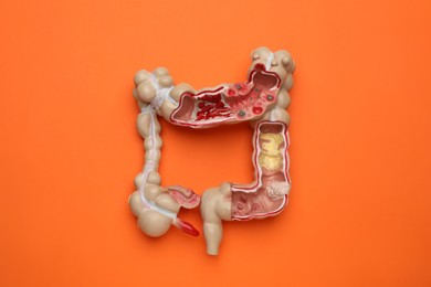 Photo of Anatomical model of large intestine on orange background, top view
