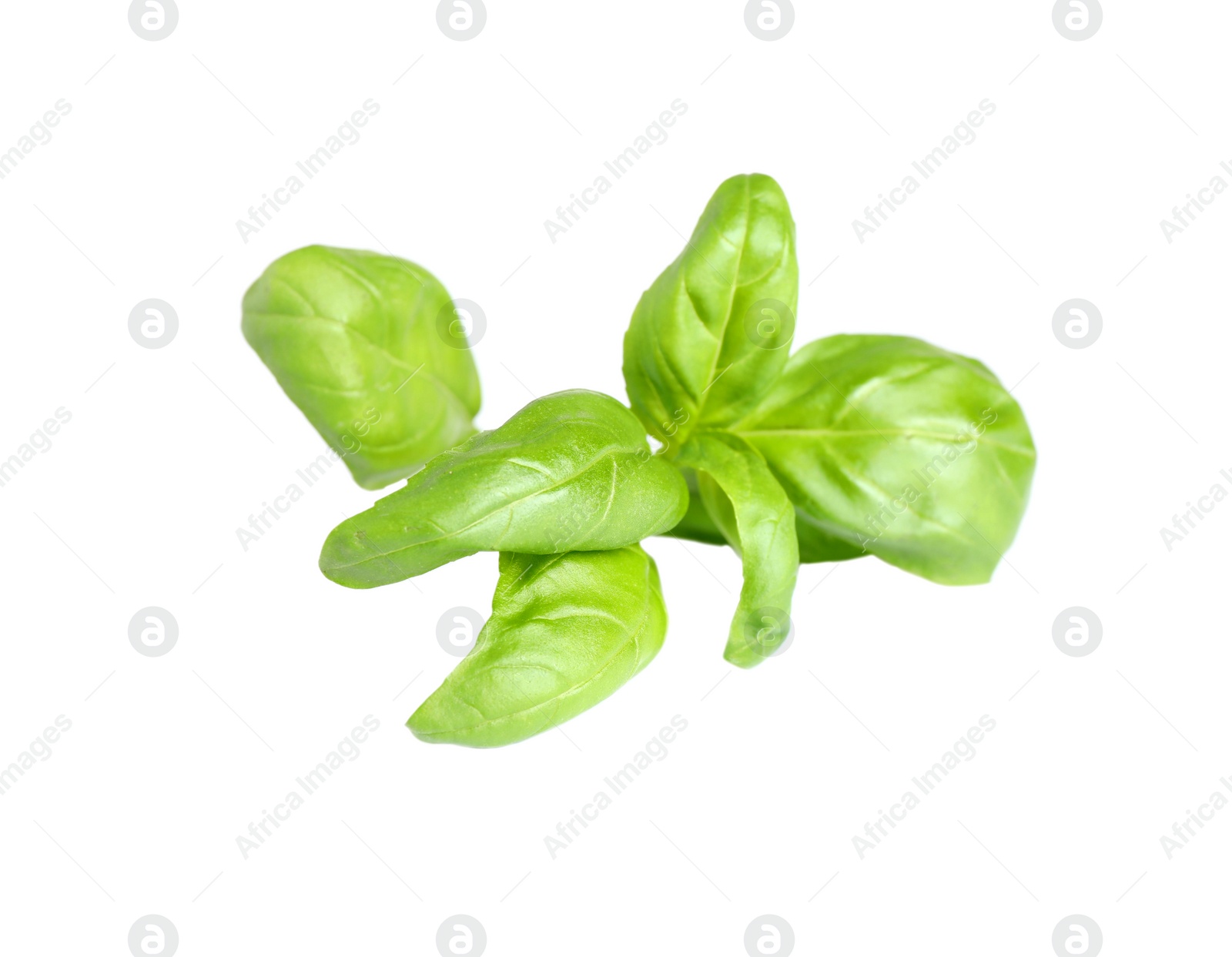 Photo of Fresh green basil leaves isolated on white