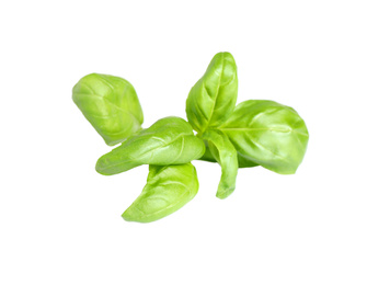 Fresh green basil leaves isolated on white