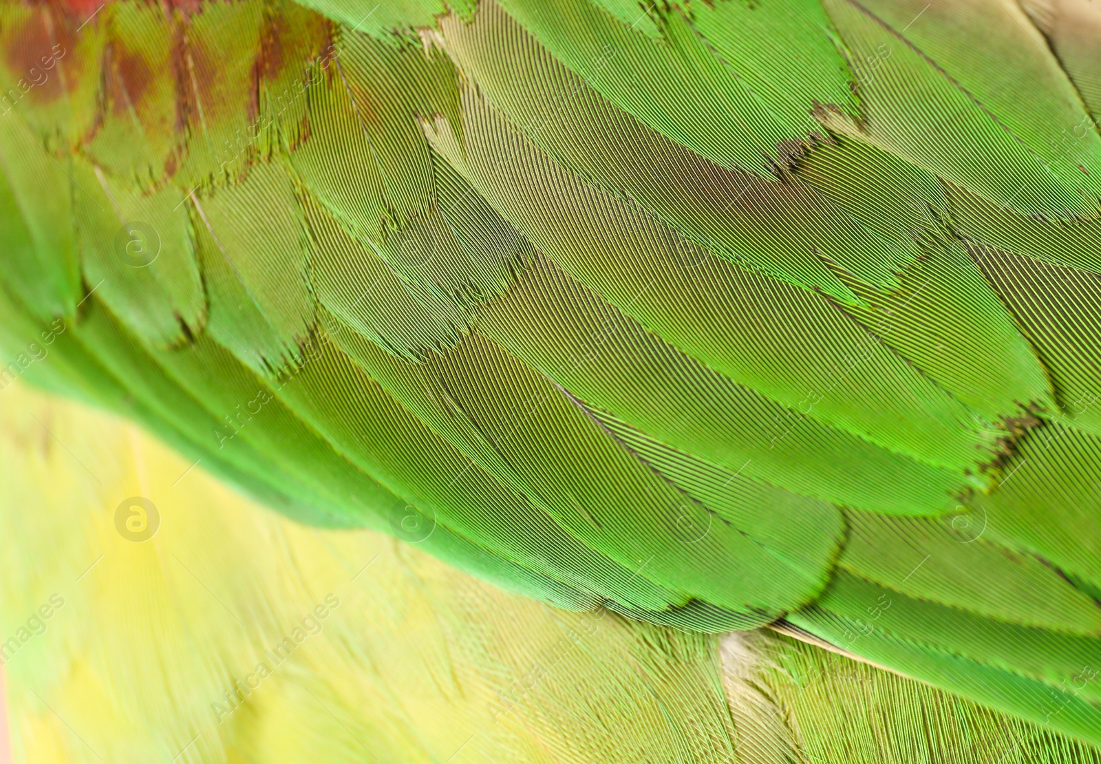 Photo of Beautiful Alexandrine parakeet on blurred background, closeup