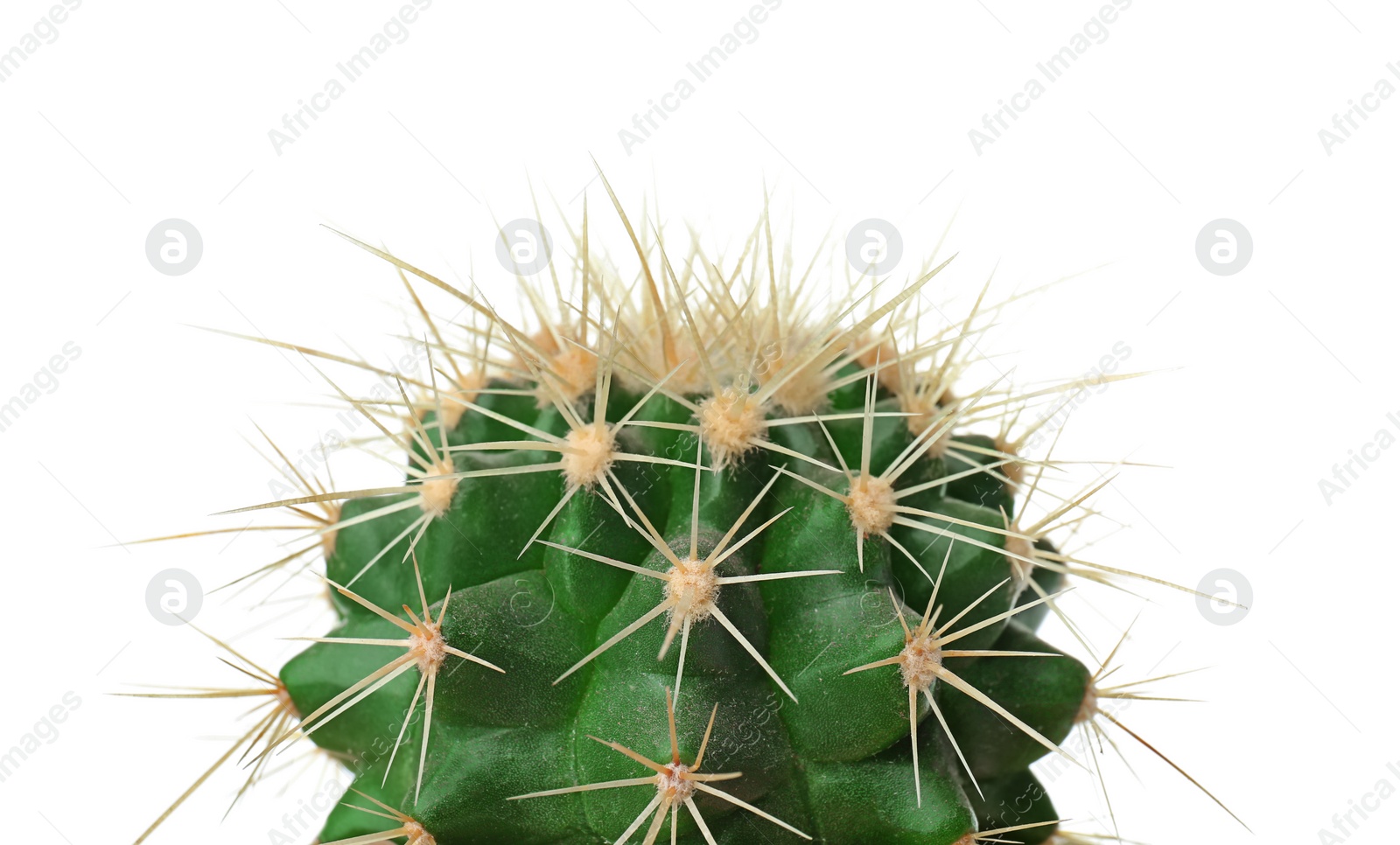 Photo of Beautiful cactus on white background