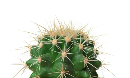 Photo of Beautiful cactus on white background