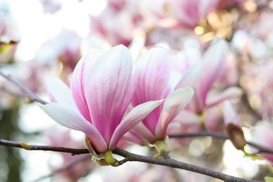 Photo of Magnolia tree with beautiful flowers outdoors, closeup. Awesome spring blossoms