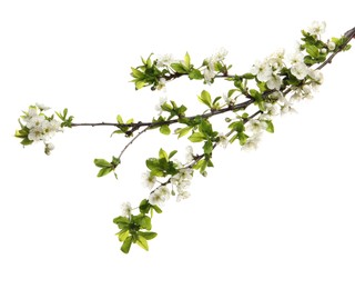 Cherry tree branch with beautiful blossoms isolated on white