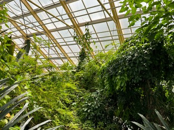 Photo of Different beautiful plants growing in greenhouse on sunny day