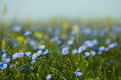 Photo of Picturesque view of beautiful blooming flax field