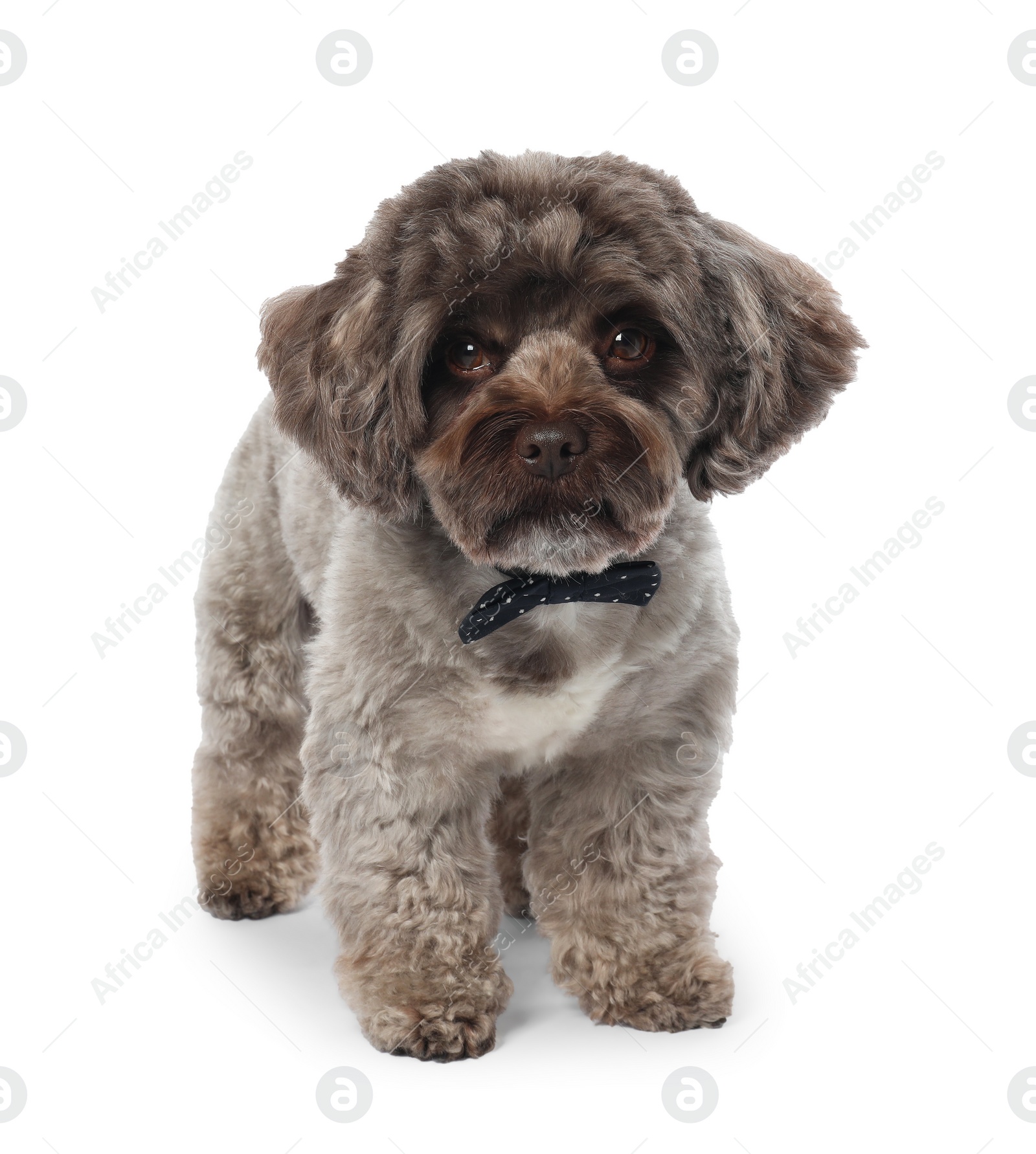 Photo of Cute Maltipoo dog with bow tie on white background. Lovely pet