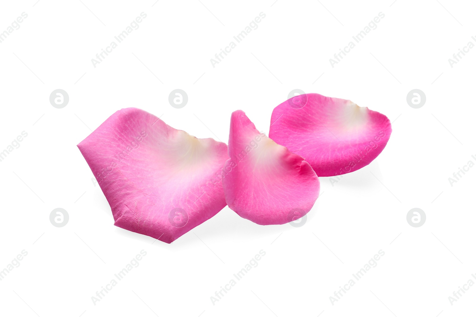 Photo of Many pink rose petals on white background