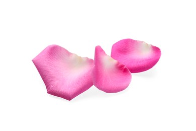 Photo of Many pink rose petals on white background