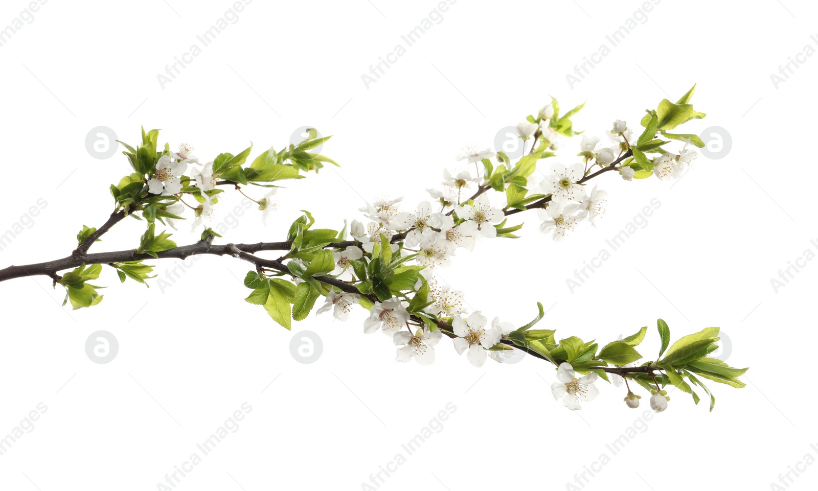 Photo of Cherry tree branch with beautiful blossoms isolated on white