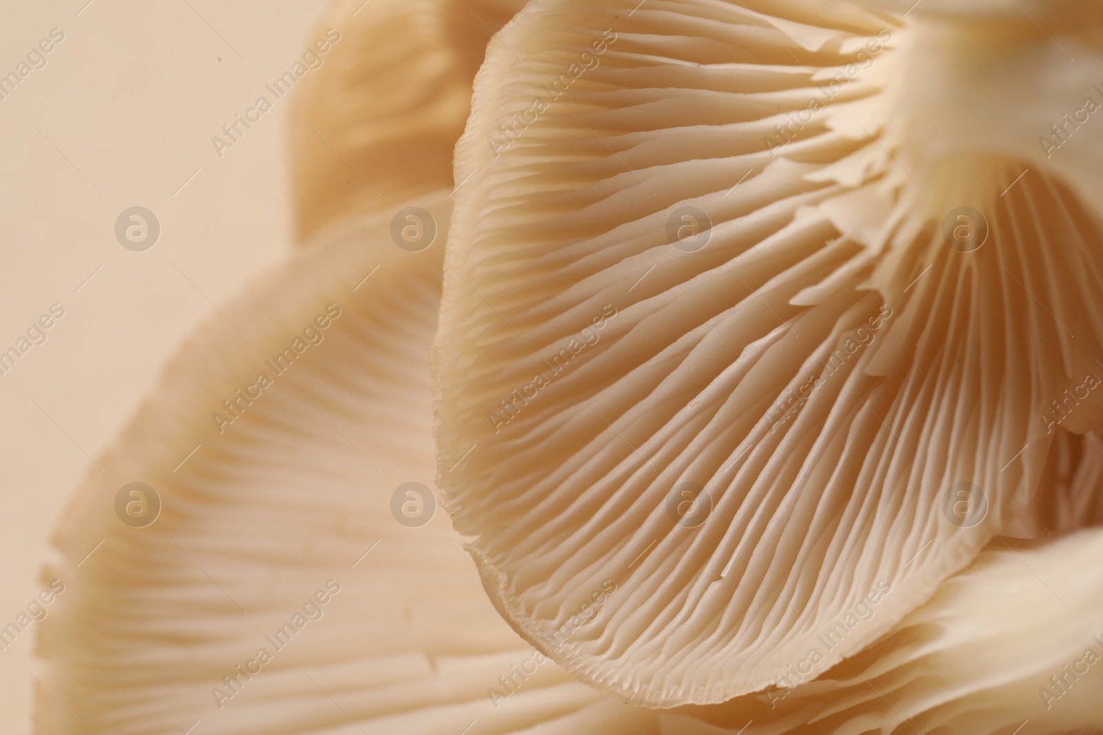 Photo of Fresh oyster mushrooms on beige background, macro view