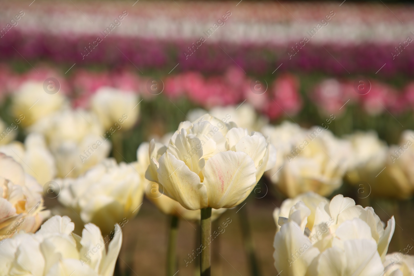 Photo of Beautiful colorful tulip flowers growing in field on sunny day, closeup