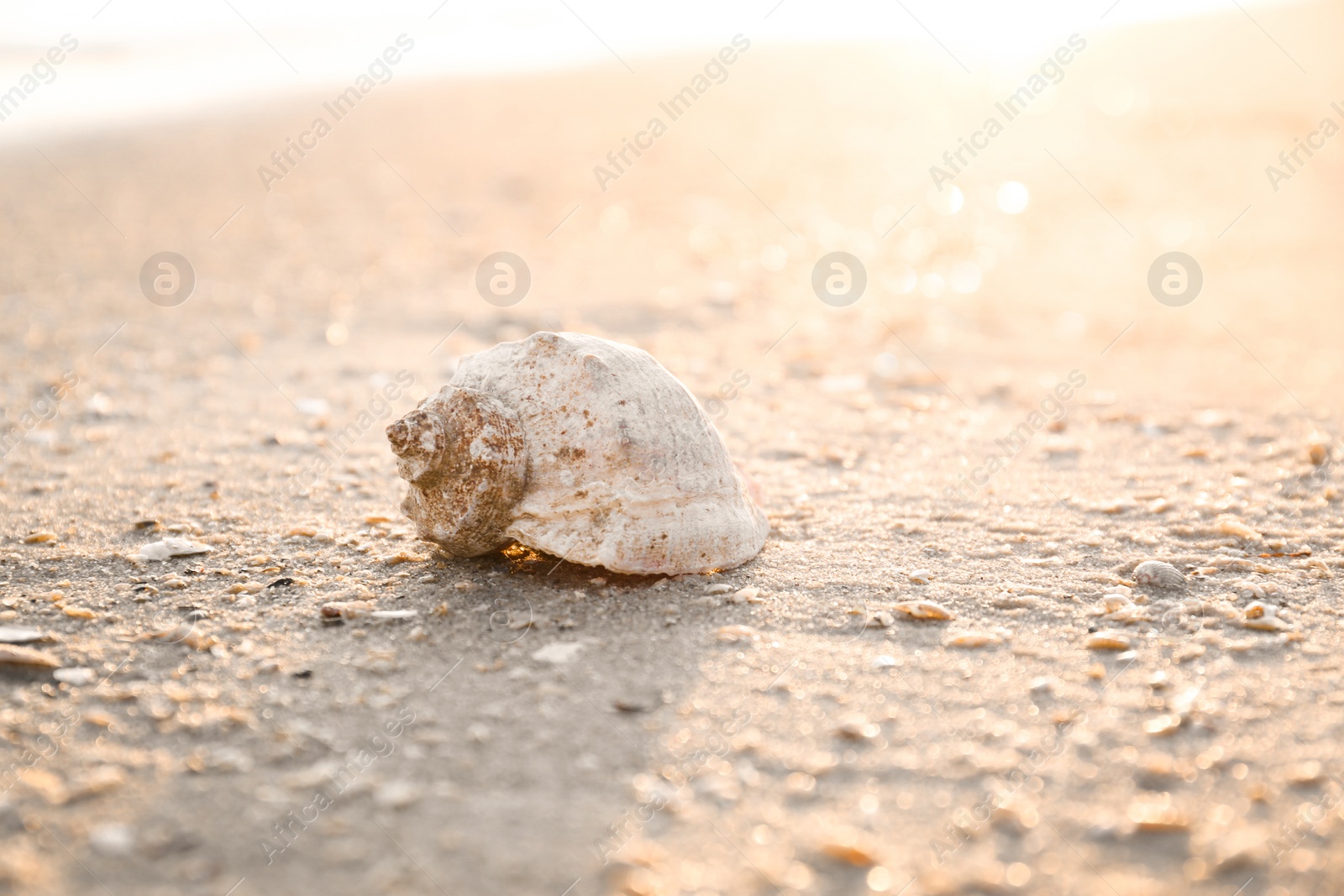 Photo of Sunlit sandy beach with beautiful seashell on summer day. Space for text