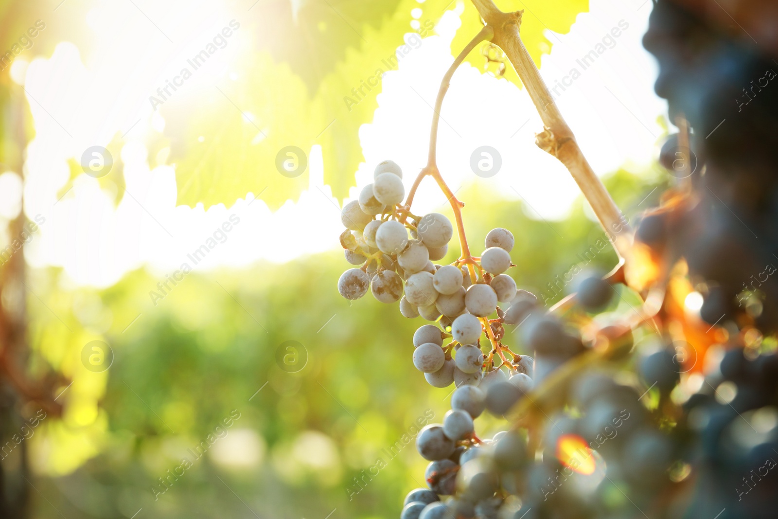 Photo of Fresh ripe grapes growing in vineyard on sunny day