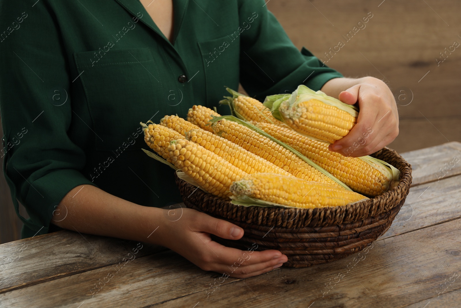 Photo of Woman with bunch of corn cobs at wooden table, closeup