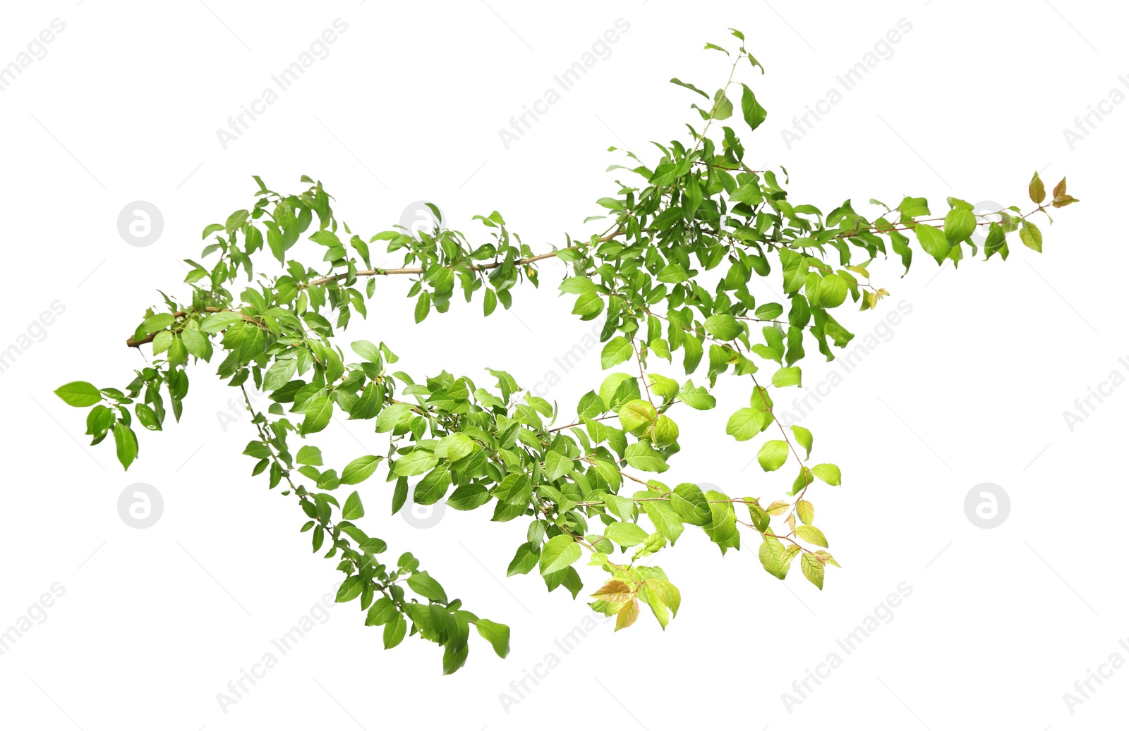 Photo of Branch of tree with young fresh green leaves isolated on white. Spring season