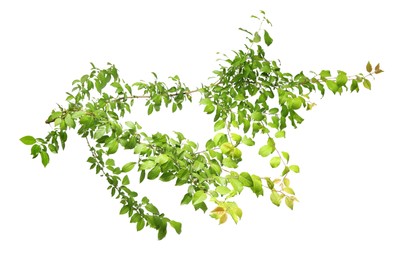 Photo of Branch of tree with young fresh green leaves isolated on white. Spring season