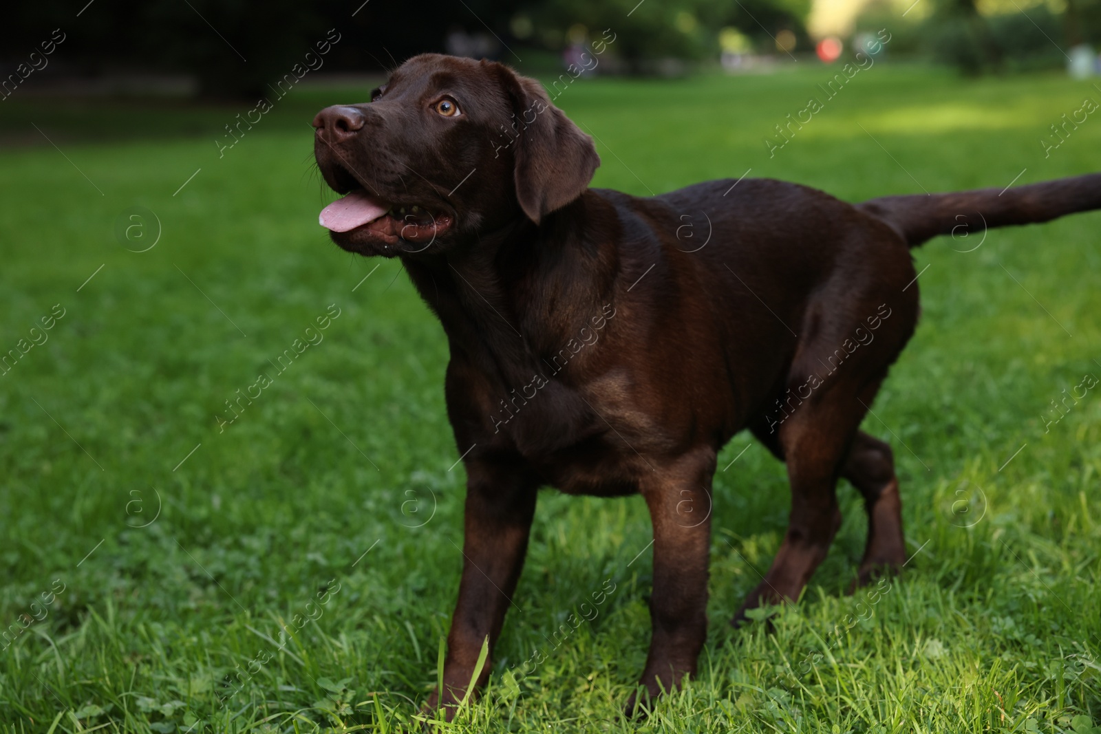 Photo of Adorable Labrador Retriever dog on green grass in park, space for text