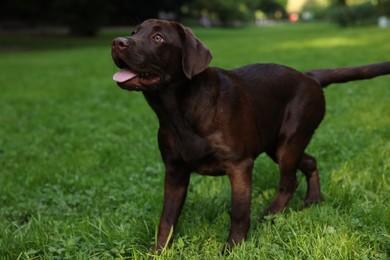 Adorable Labrador Retriever dog on green grass in park, space for text