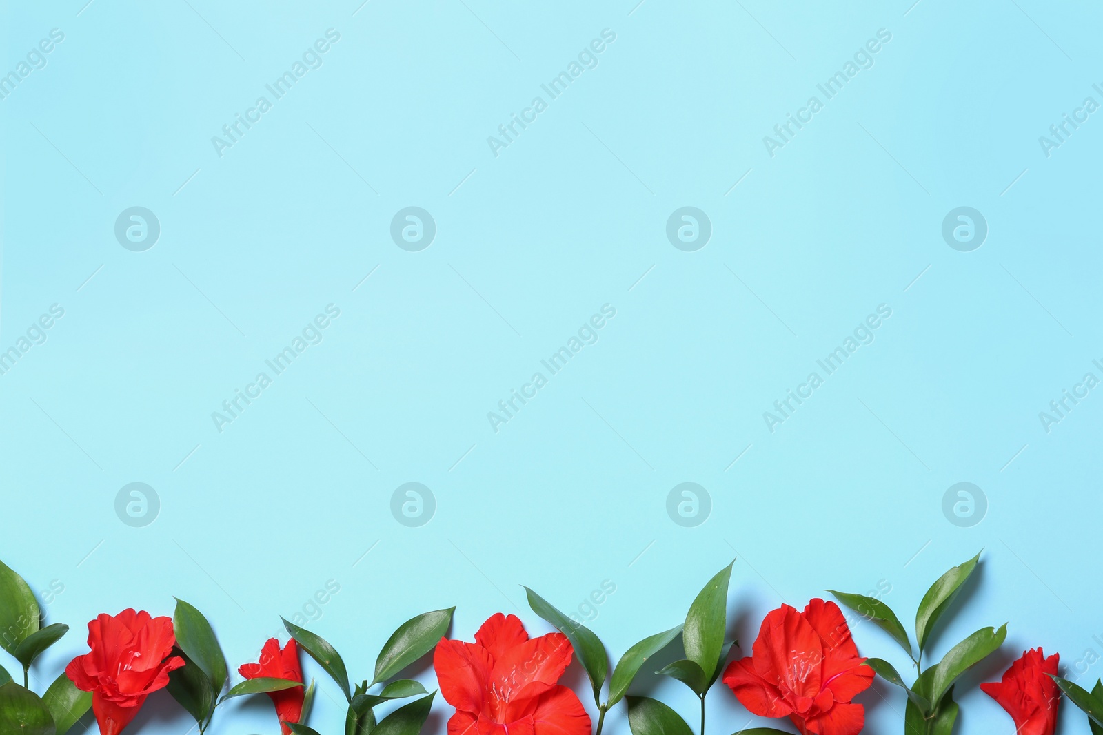 Photo of Flat lay composition with beautiful gladiolus flowers on blue background. Space for text