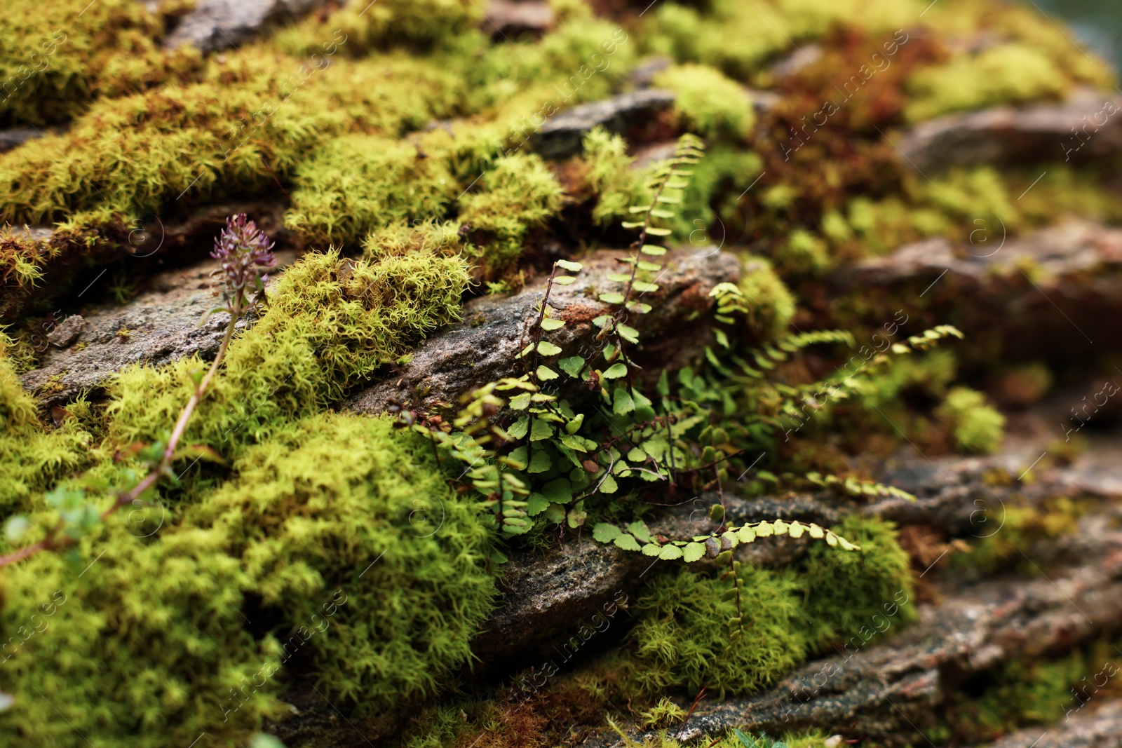 Photo of Green moss and beautiful plant growing on rock in forest