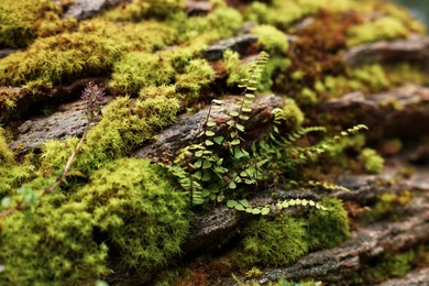 Photo of Green moss and beautiful plant growing on rock in forest