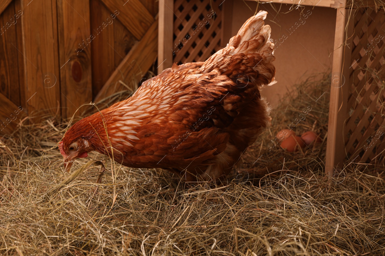 Photo of Beautiful chicken near nesting box with eggs in henhouse