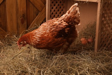 Photo of Beautiful chicken near nesting box with eggs in henhouse