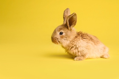 Photo of Adorable furry Easter bunny on color background, space for text